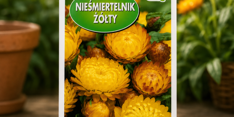 Kocanka- Nieśmiertelnik wysoki żółty 1g