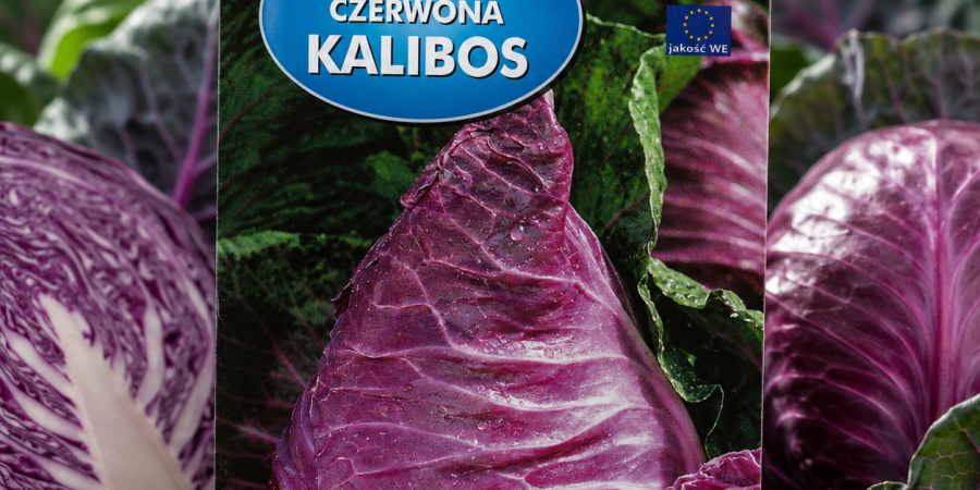 Kapusta czerwona Kalibos op.1g