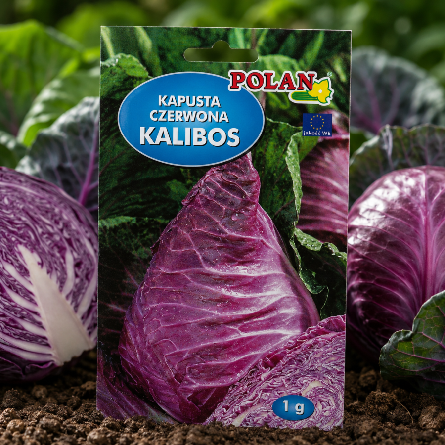 Kapusta czerwona Kalibos op.1g