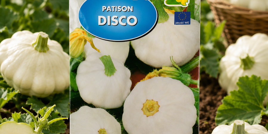 Dynia Patison Disco Op. 3g