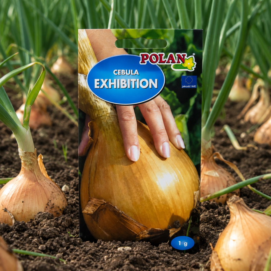 Cebula Exhibition 1 g – nasiona cebuli sałatkowej