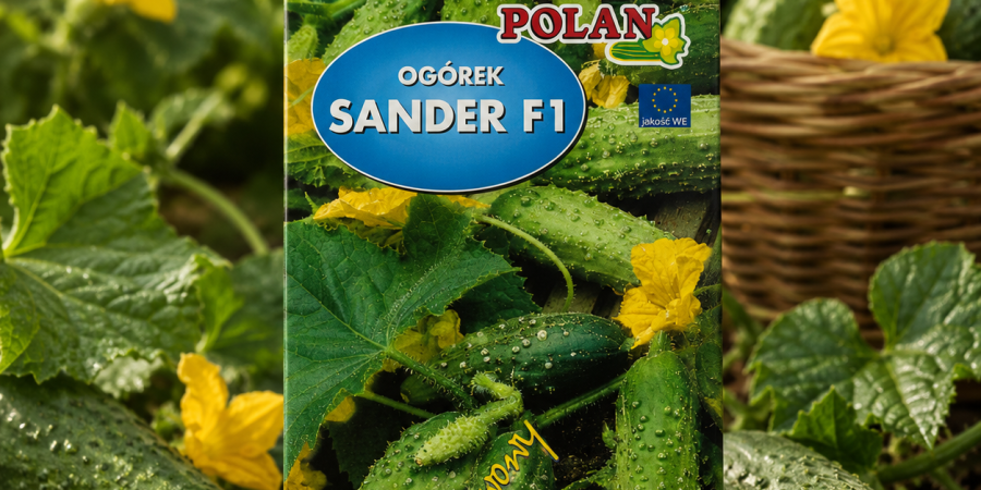 Ogórek Sander F1 Op.3g