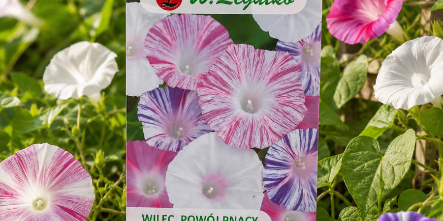 Wilec - Powój pnący 1g
