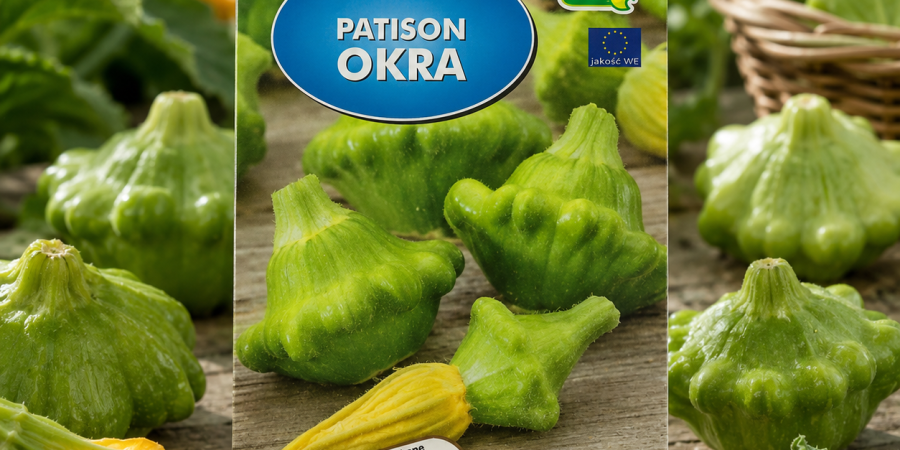 Dynia Patison Okra  Op.5g