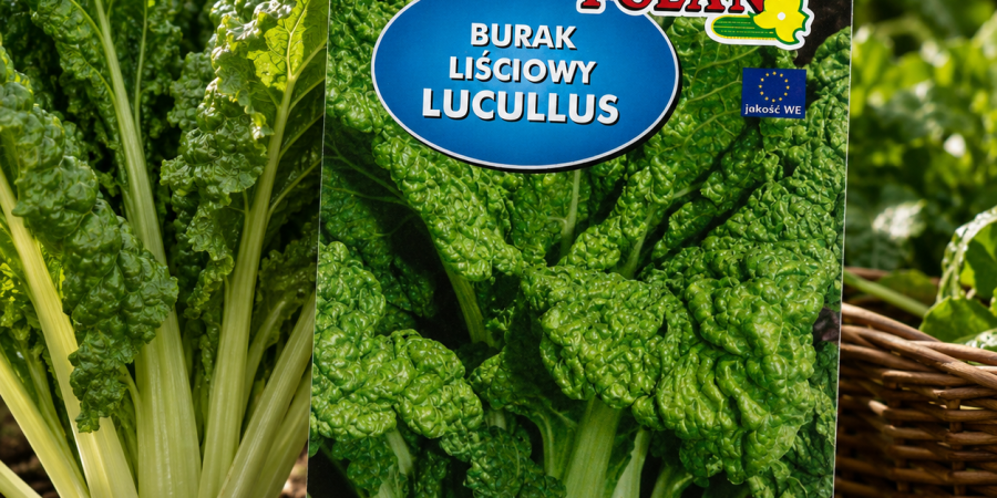 Burak liściowy Lucullus op.8g