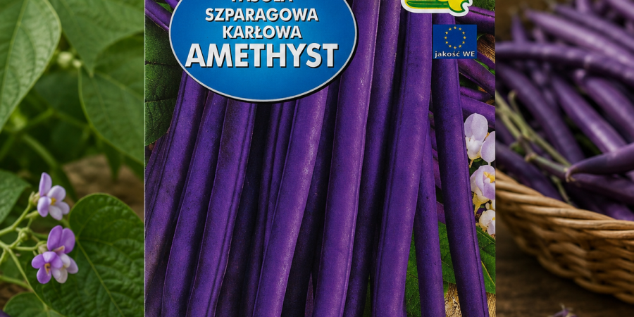 Fasola Amethyst op.30G