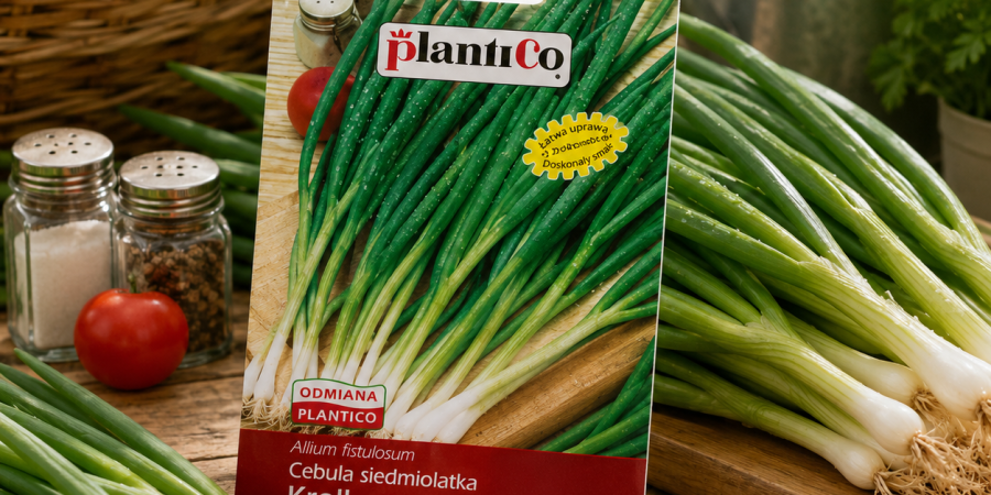 Cebula siedmiolatka Kroll 2g