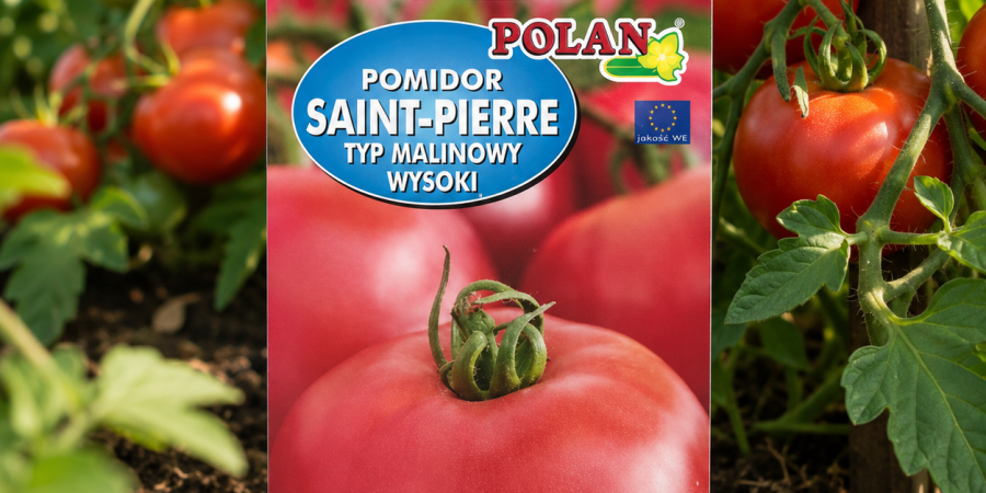 Pomidor Saint Pierre 0,5 g – duże, kuliste i smaczne owoce