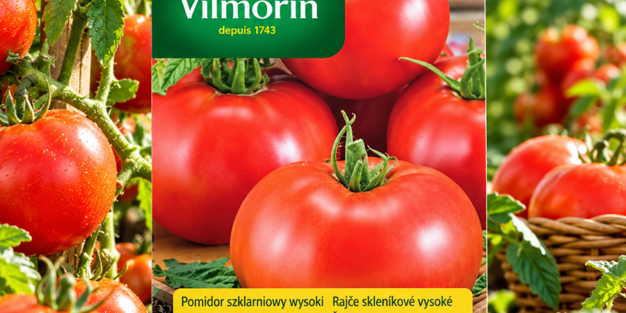 Pomidor Dafne F1 0,2g - wczesny pomidor szklarniowy o czerwonych owocach