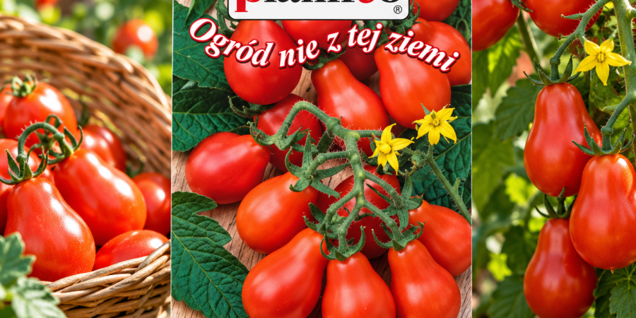 Pomidor gruntowy wys. Red Pear 0,2g - nasiona wysokiego pomidora gruszkowego o słodkich, czerwonych owocach