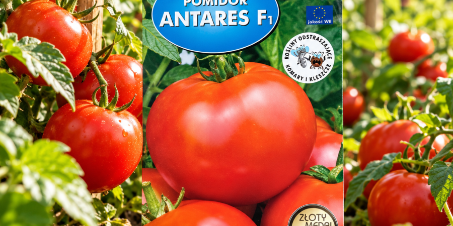 Pomidor Antares F1 op.0,1g